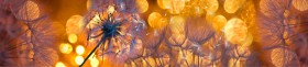 Кухонный фартук Мерцание Одуванчики золотистые 3 серебро в Таре - tara.katalogmebeli.com | фото 1