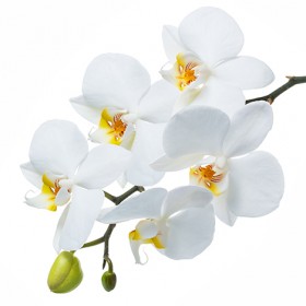 Стол обеденный Танго белый/Орхидея в Таре - tara.katalogmebeli.com | фото 3